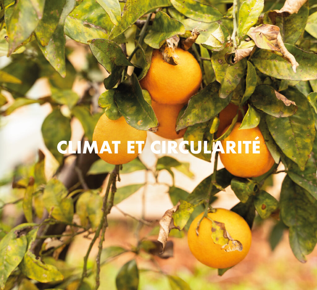Duurzaamheid klimaat & circulariteit banner met sinaasappelboom